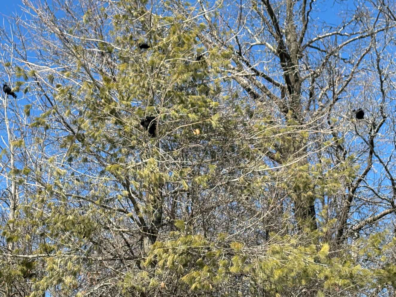 avian flu pix (2).jpeg