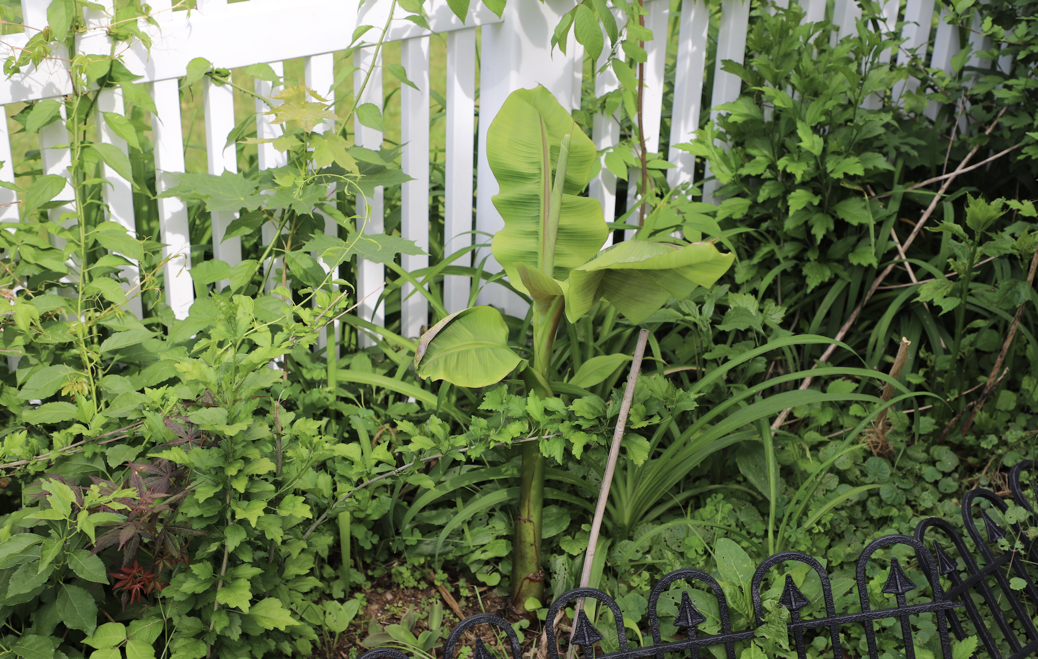 Musa Basjoo banana Sprouting.png