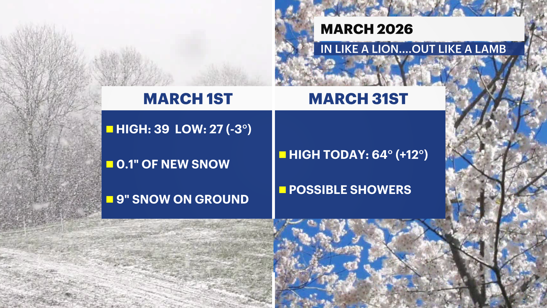 ML - LION LAMB 2.png