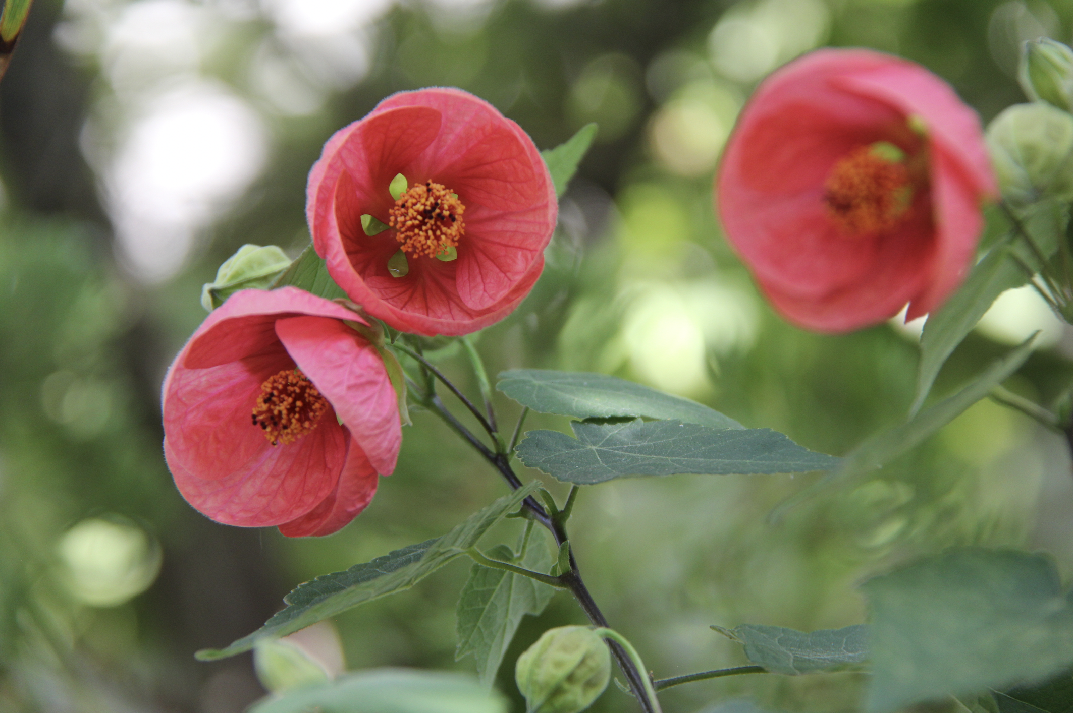 Flowering maple.png