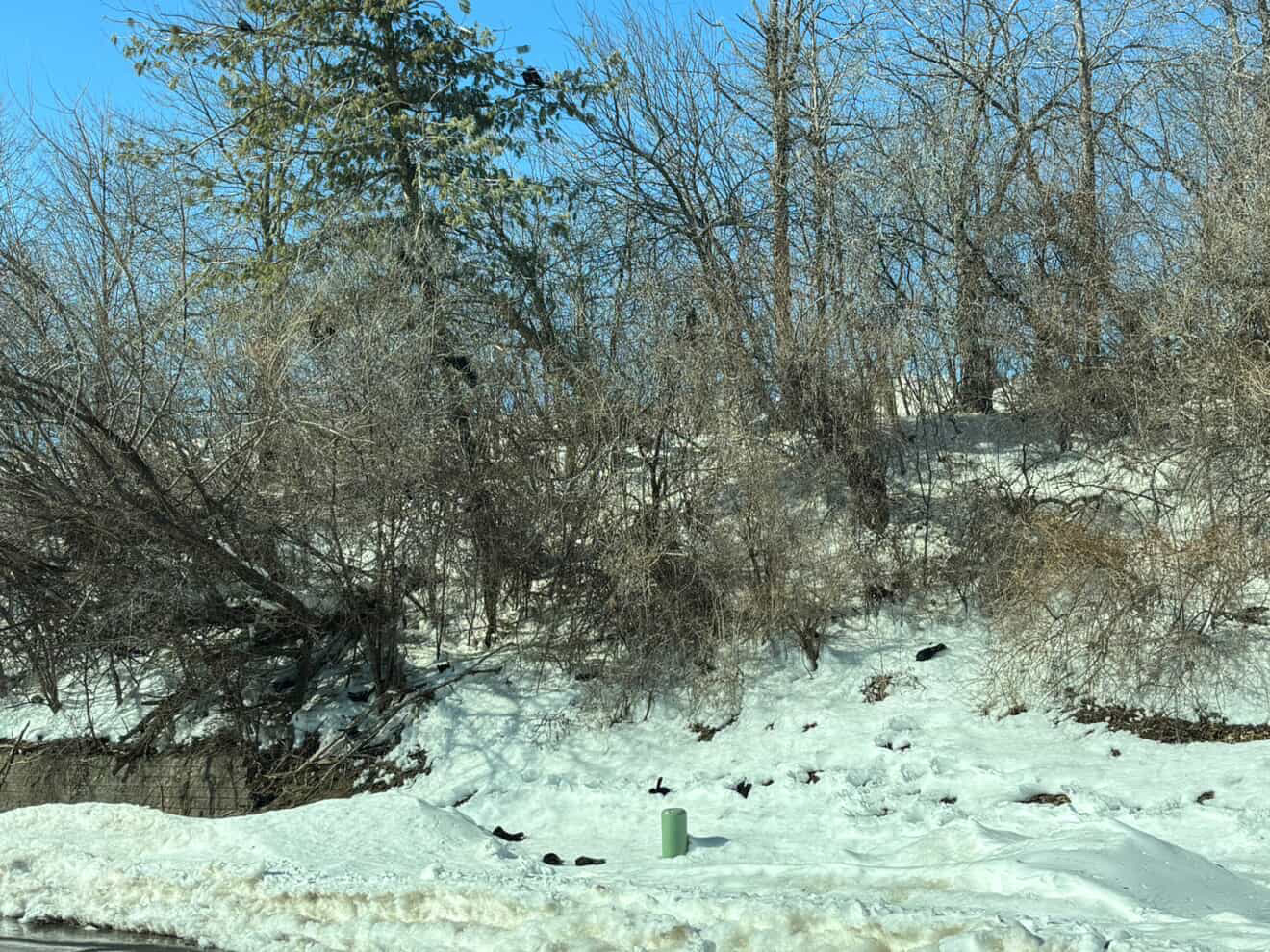 avian flu pix (3).jpeg