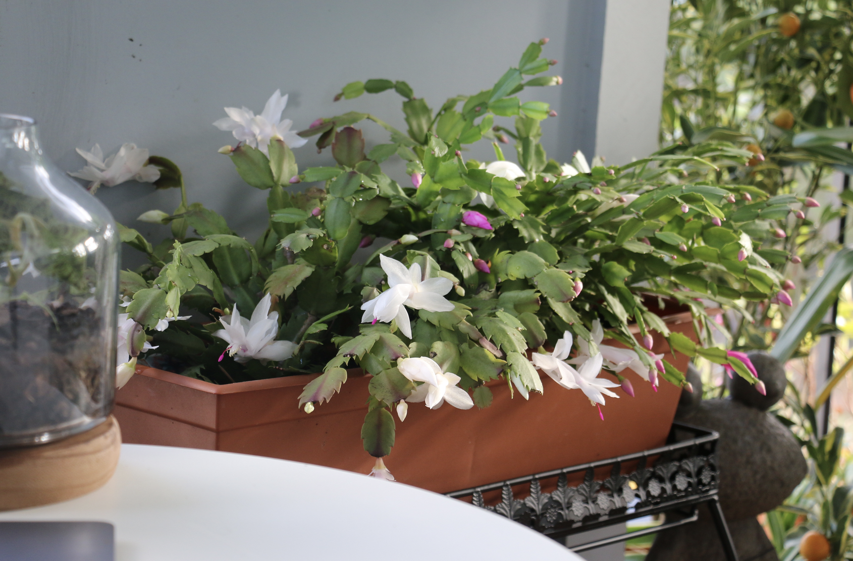 Thanksgiving Cactus 1.png