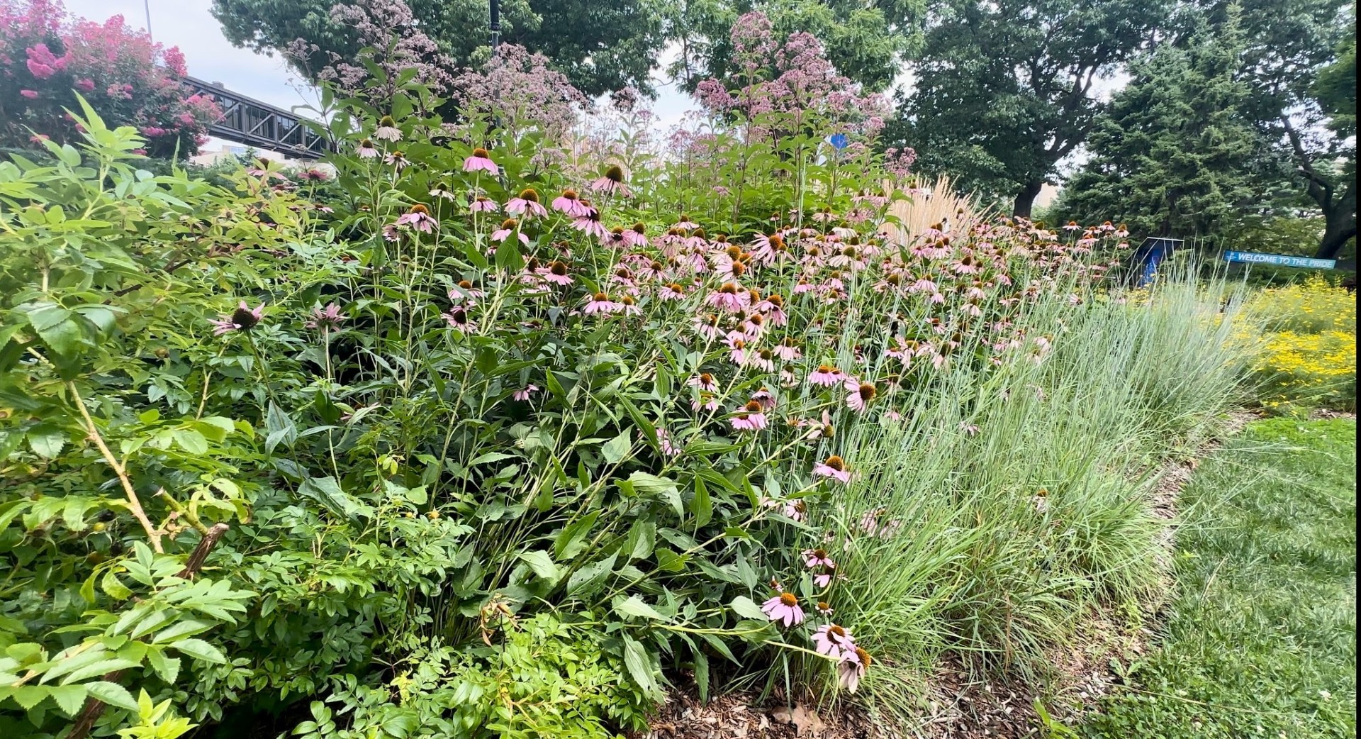 coneflowers.jpg