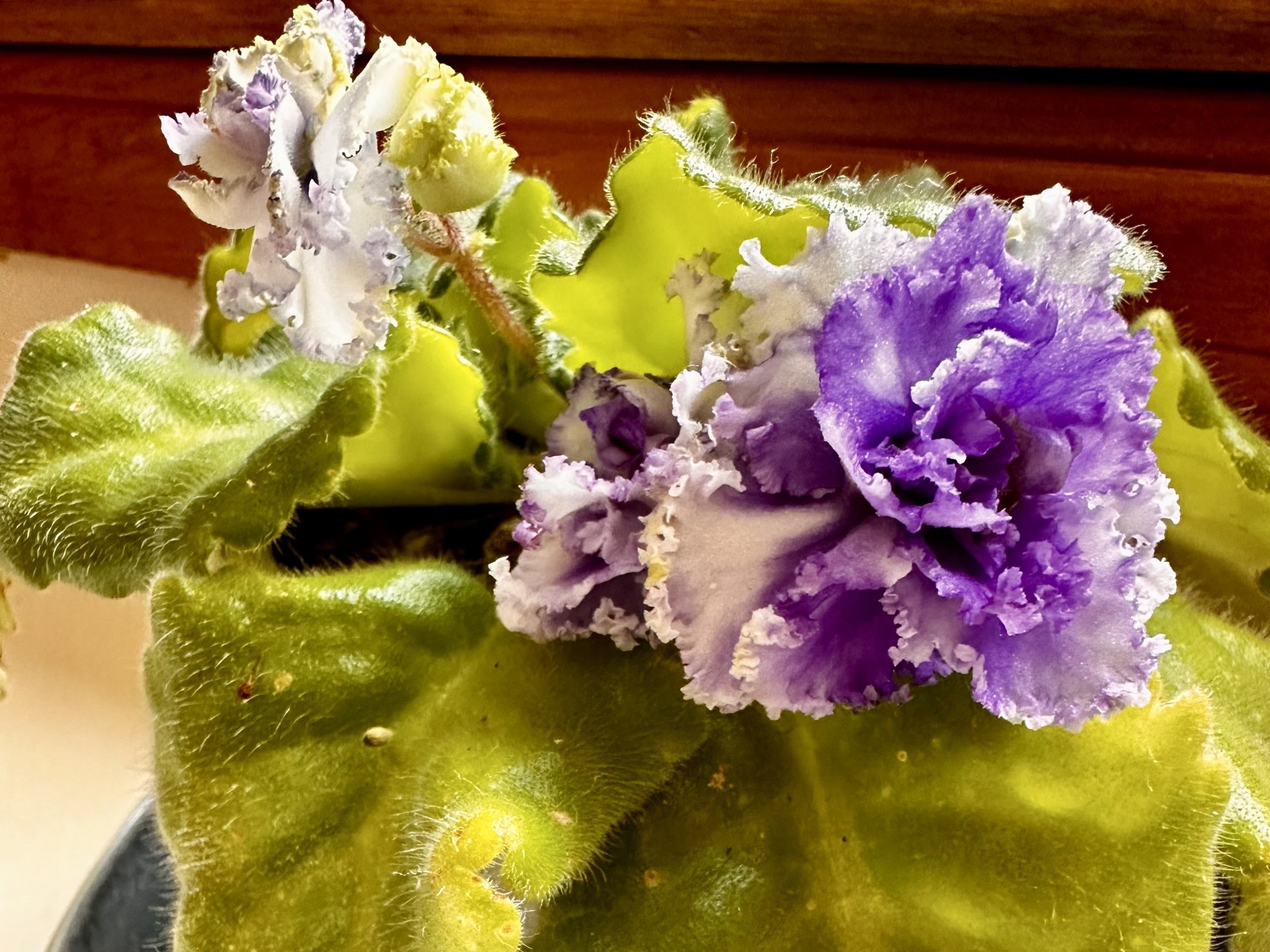 african violet.jpg