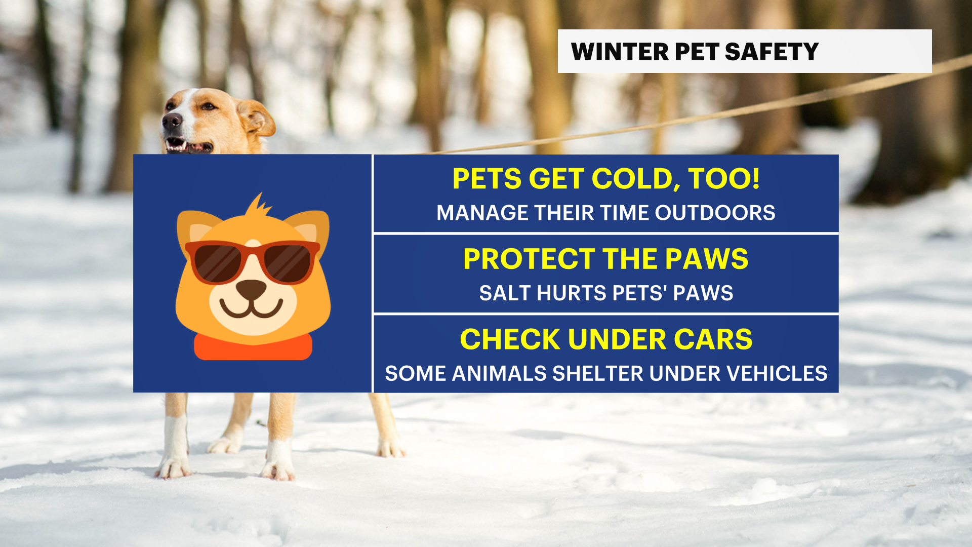 X_Safety_Winter_Pets.png