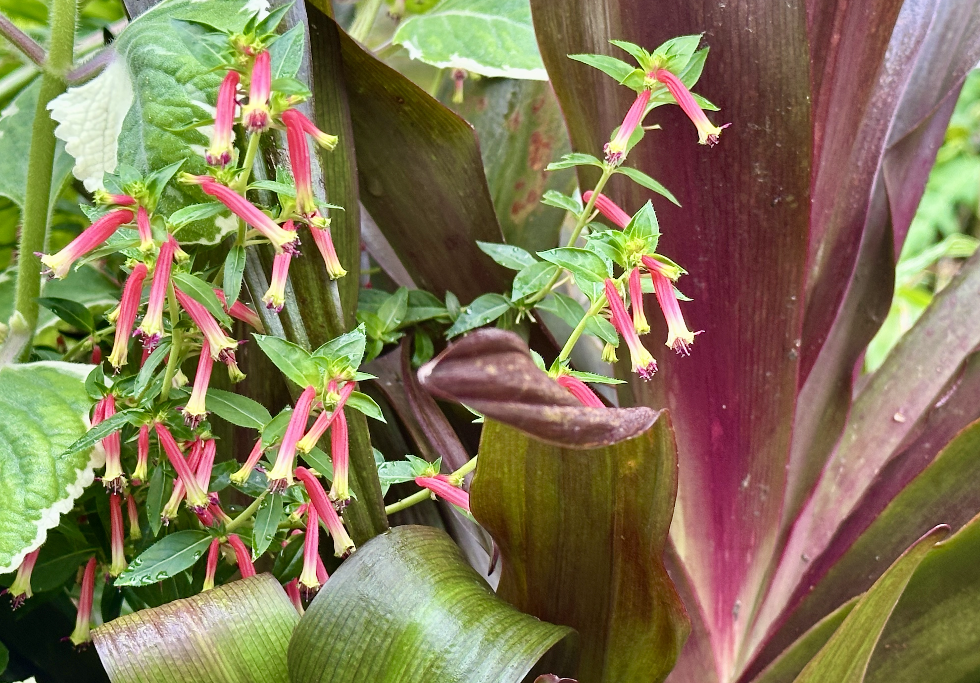 Hummingbird Lunch.png