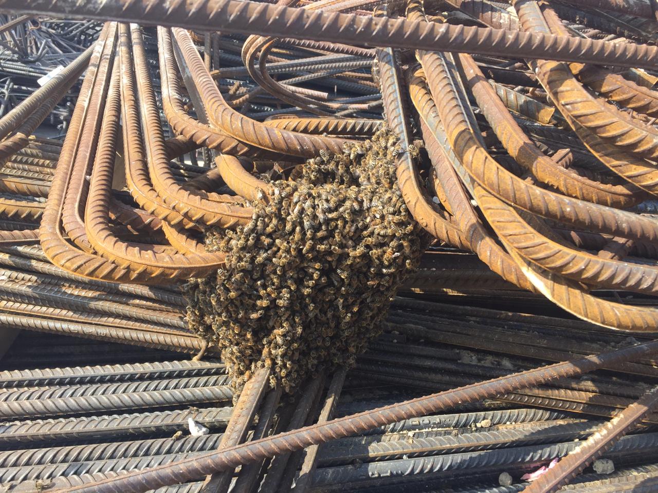 The Story of the Terra Bees