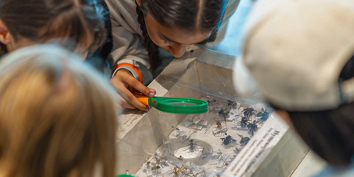 Bee Scientist Program – Kids Edition