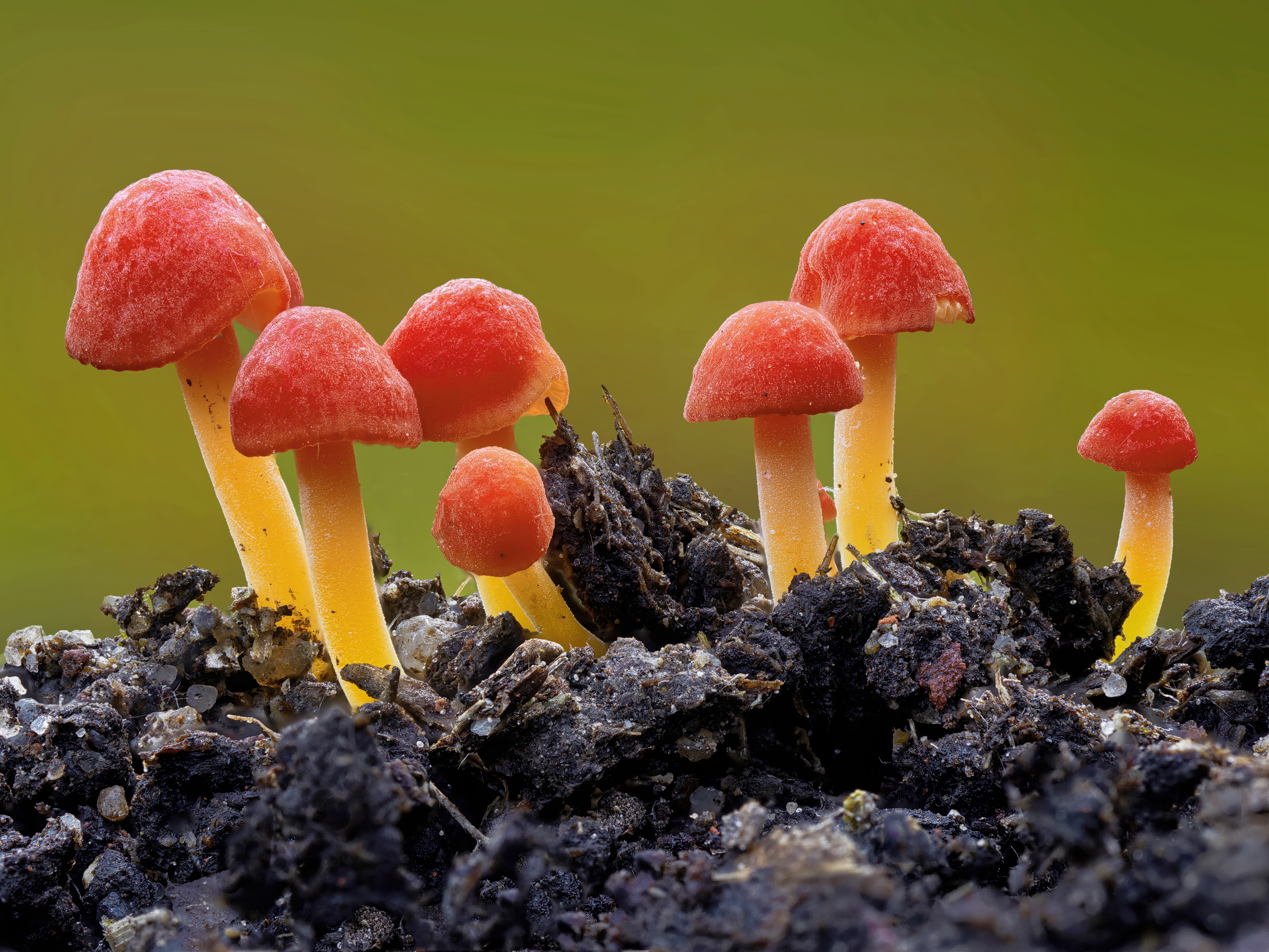 COP 17 global fungal conservation strategy