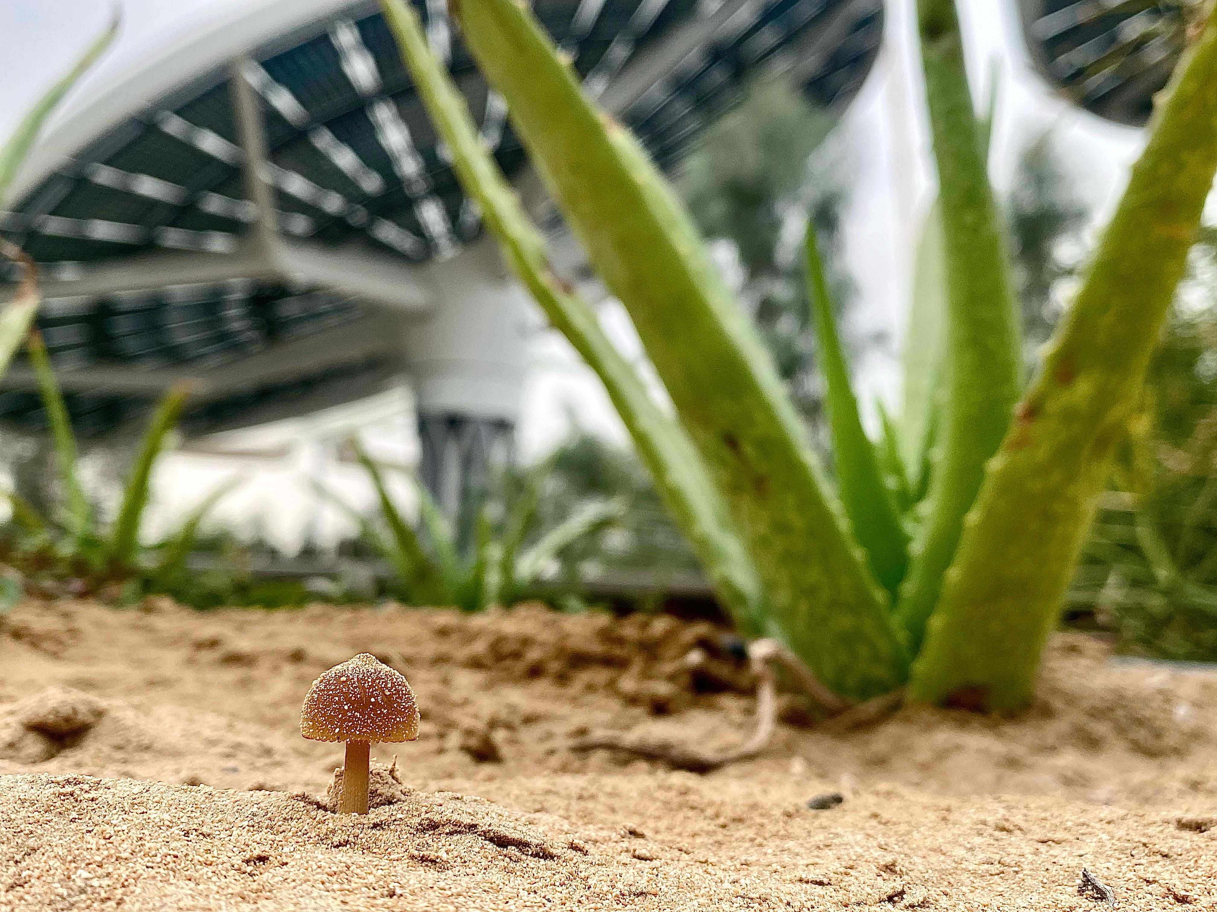 mushroom
