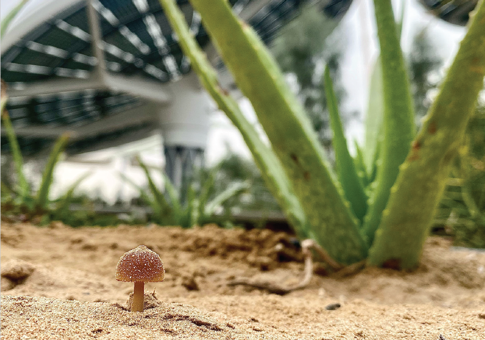 IUCN Fungi Centre