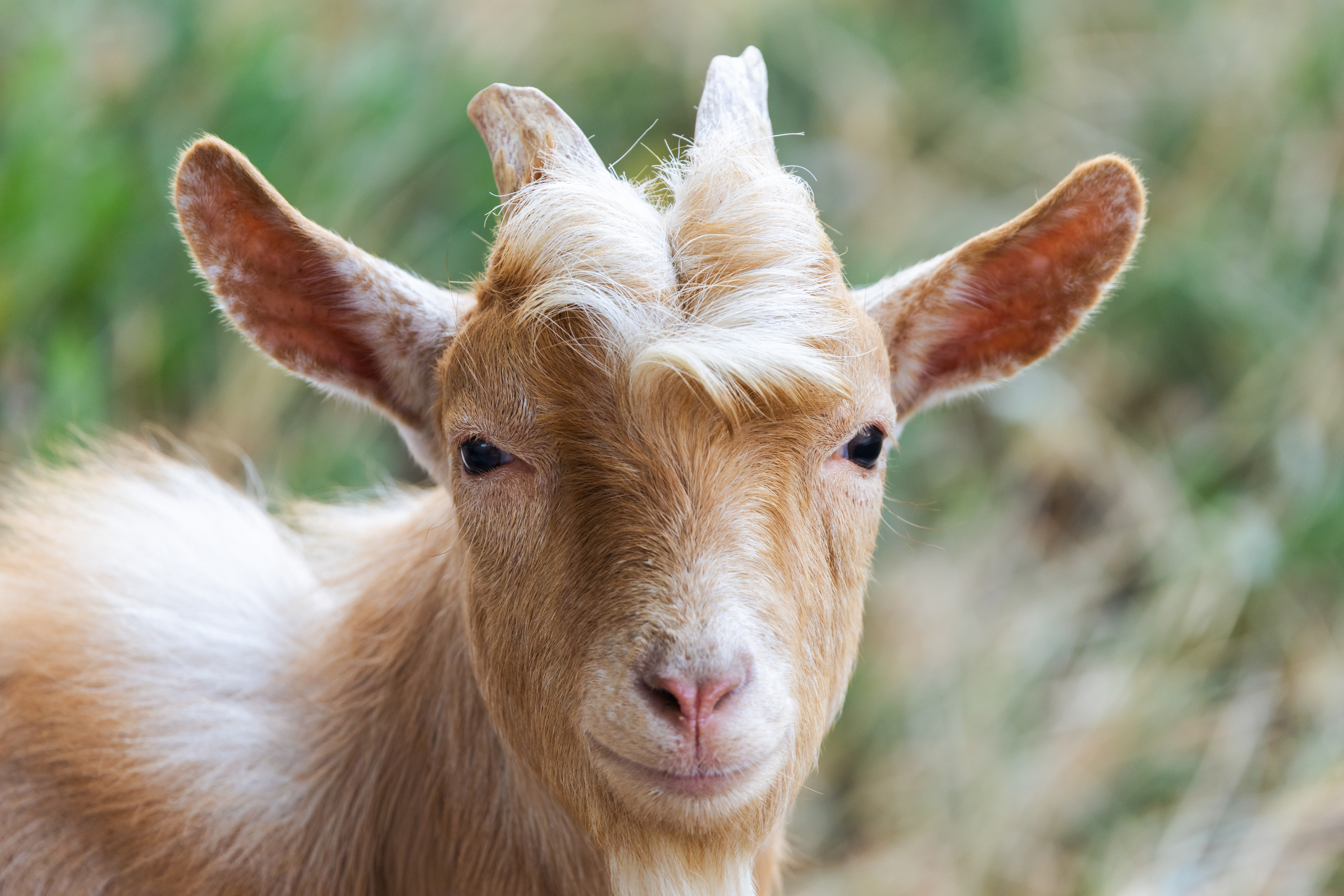 Terra Pygmy Goats
