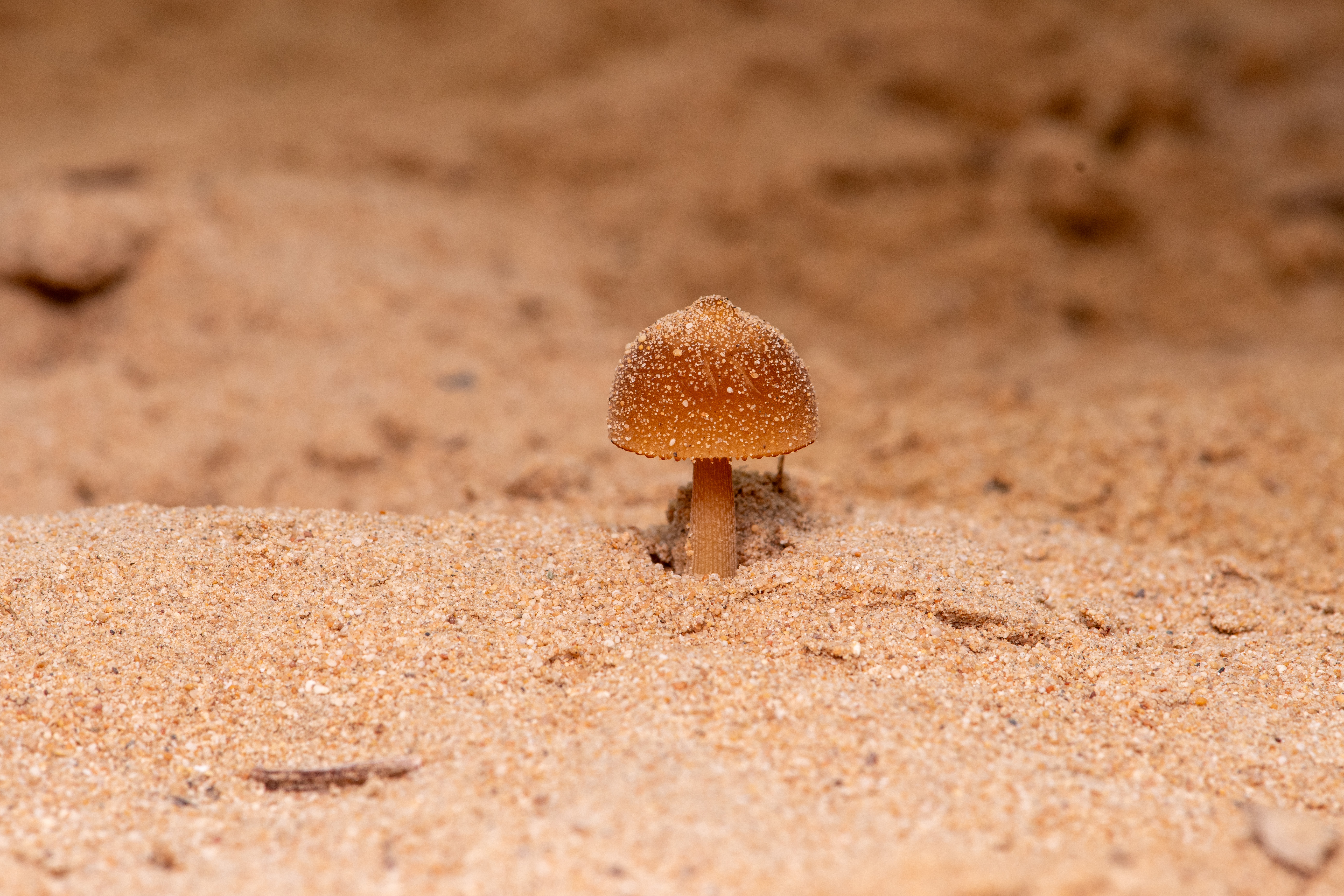 IUCN CSS Fungi