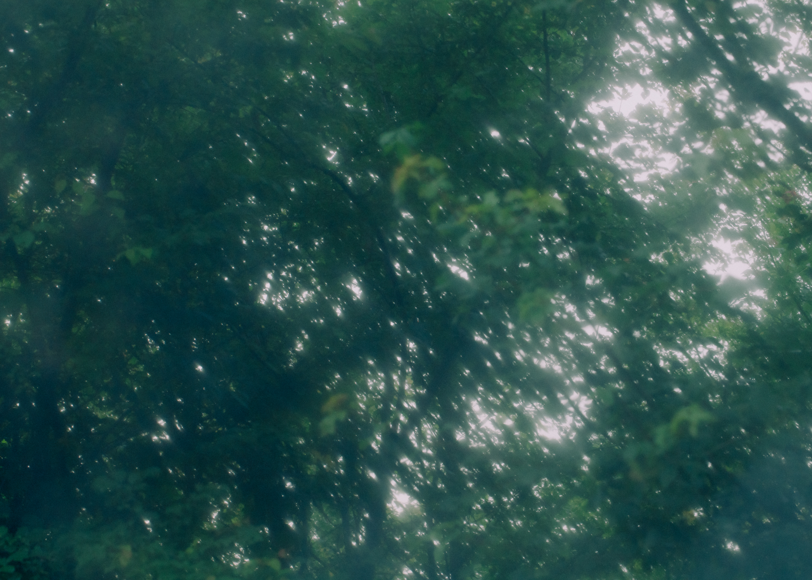 Evelyn Dragan Photography