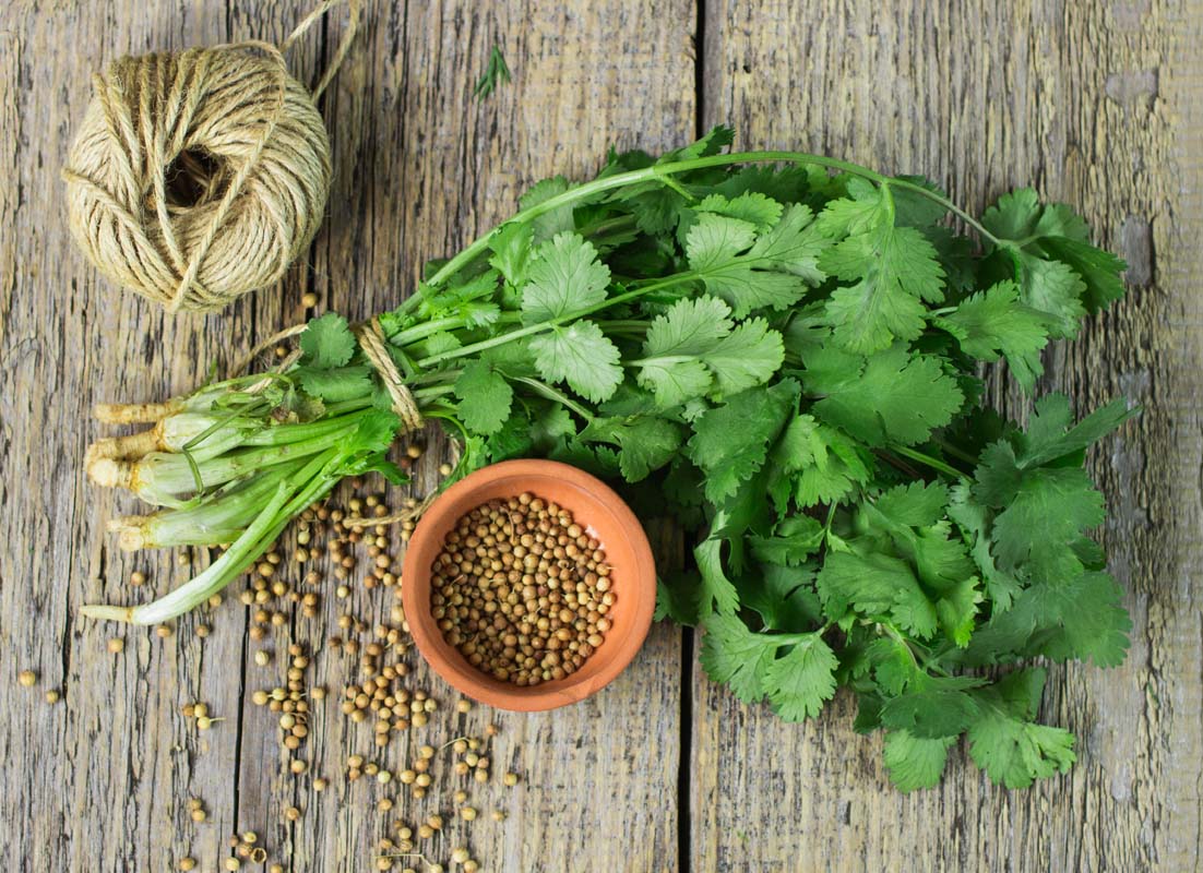What Is Coriander Cilantro How To Cook With Coriander Seeds And