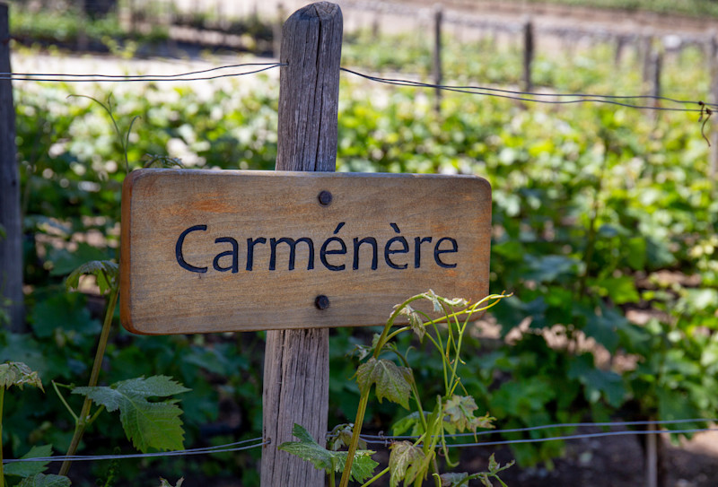 Carménère on wood sign in front of vinyard