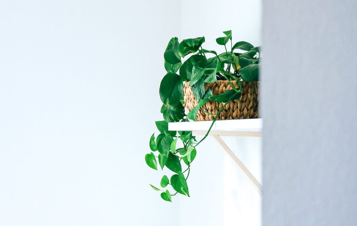 Pin By Farhat On House Plants In 2020 Marble Queen Pothos Plant Care Houseplant Plants