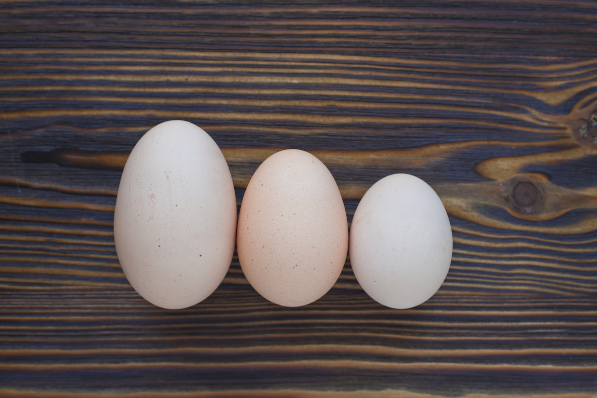 Quail Egg Size Chart
