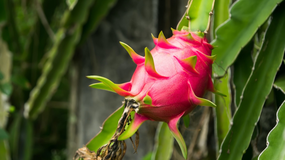 How To Grow Dragon Fruit From Seeds And Cuttings 2020 Masterclass,Wedding Recessional Songs 2020