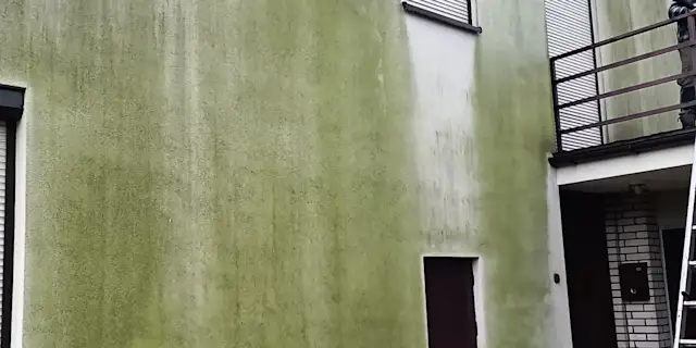 Zielona elewacja