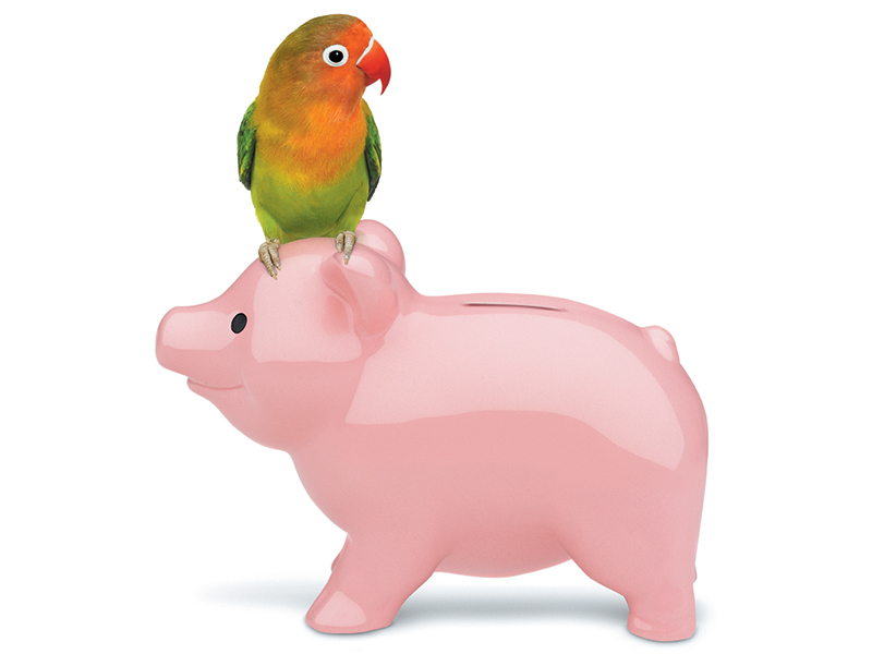 bird sitting on a piggybank