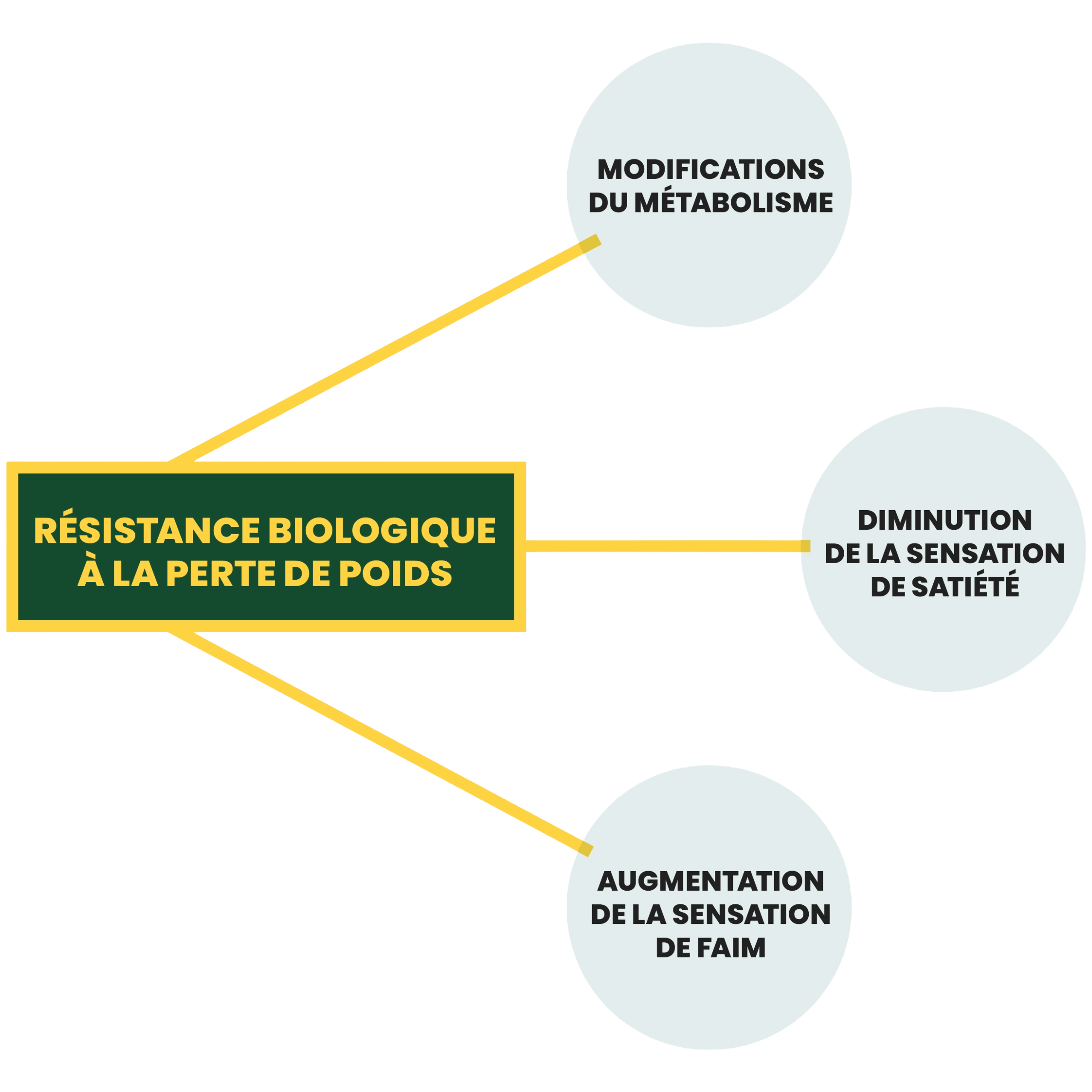 Le diagramme explique la résistance biologique à la perte de poids à l’aide de trois points : modifications du métabolisme, diminution de la sensation de satiété et l'augmentation de sensation la faim