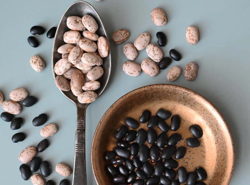 Mexican Black Beans - Rainbow Plant Life