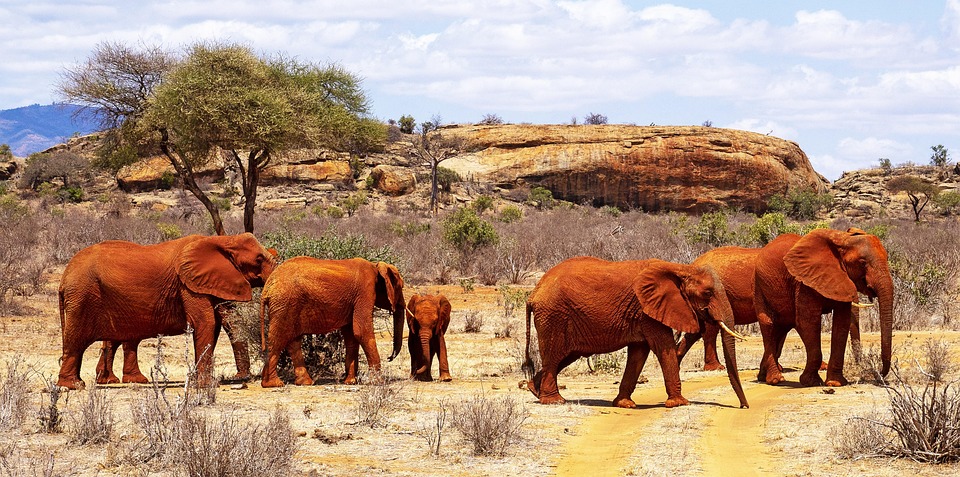 Red Elephants of Tsavo: Understanding This Unique Wildlife Phenomenon