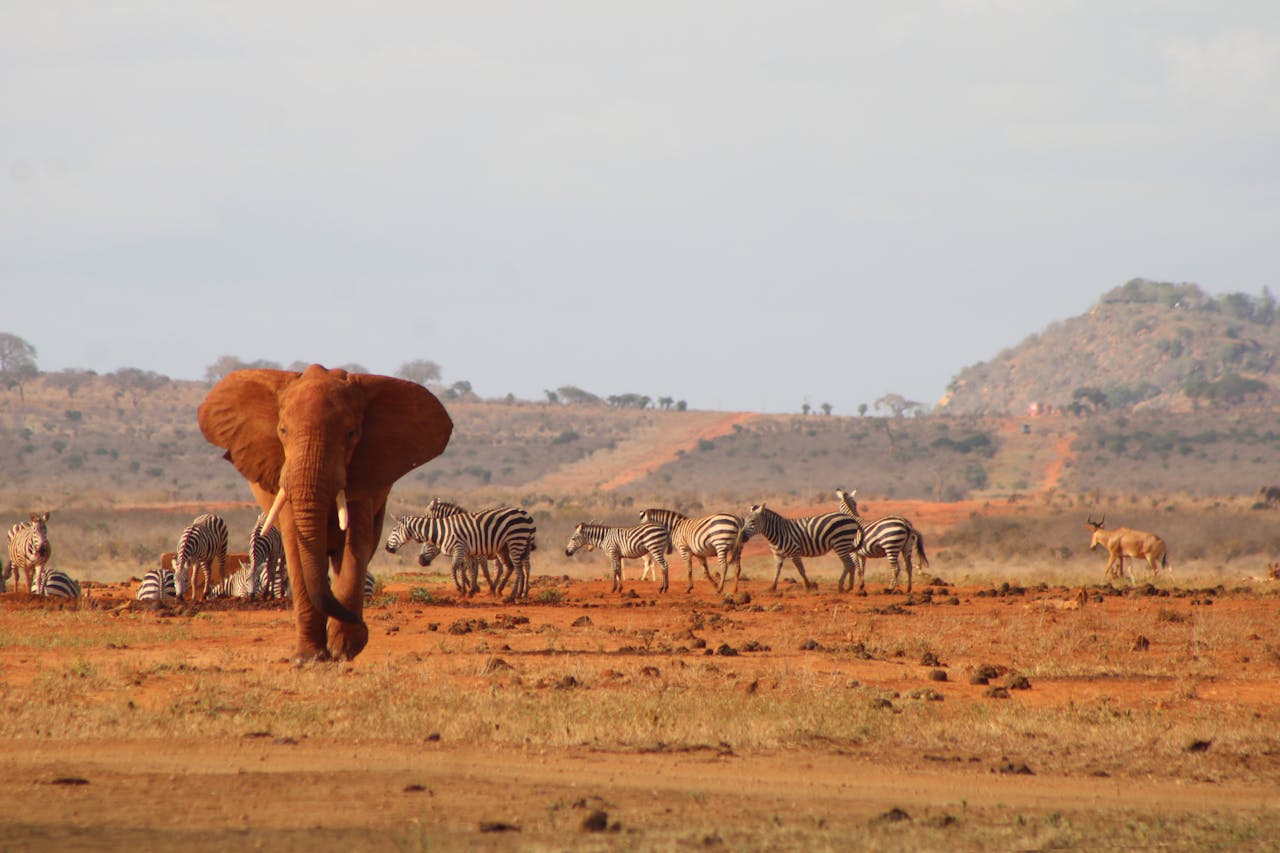 Safari Adventure from Diani Beach to Tsavo National Park