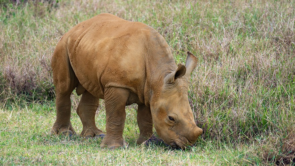 Tsavo Big Five Guide: Where and When to Spot Kenya's Iconic Wildlife