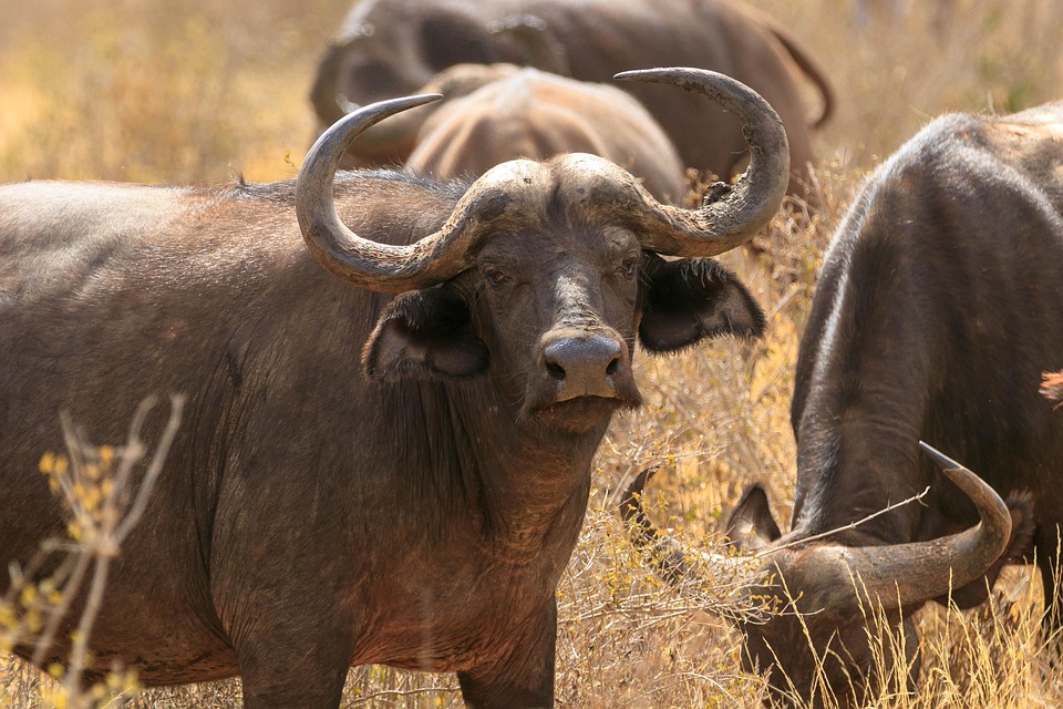 Family Safari Guide: Taking Kids on Safari from Diani Beach