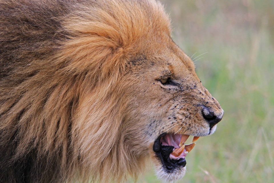 Best Time to Visit Diani Beach for Safari Combinations