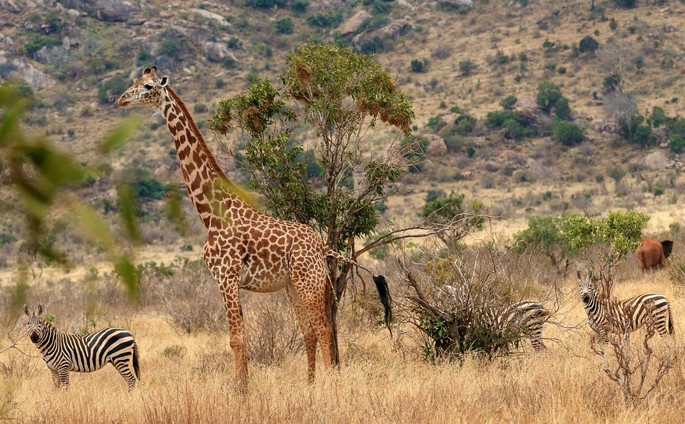 Tsavo West vs Tsavo East from Diani Beach: Which Safari for You?
