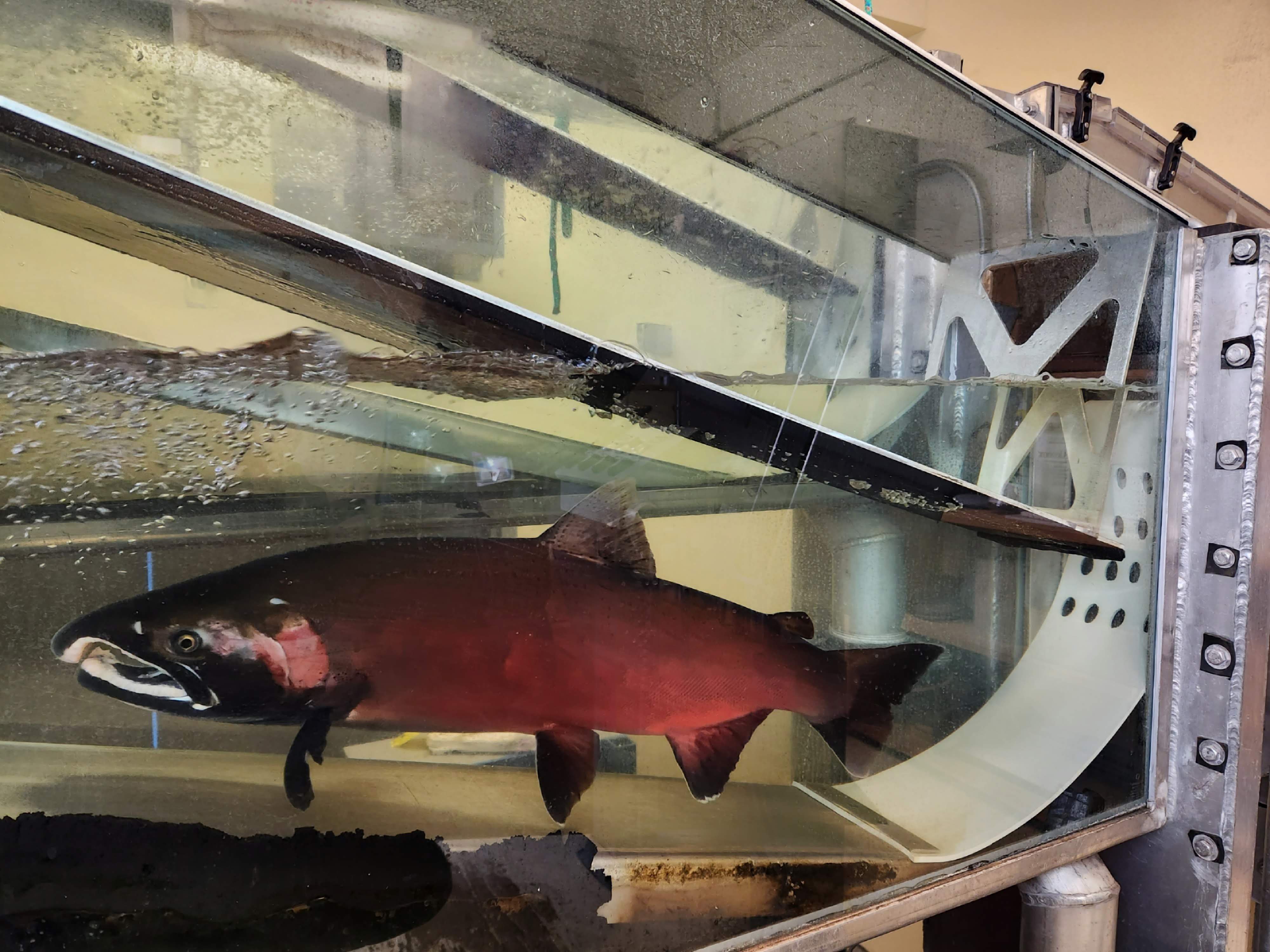 Record numbers of adult salmon return to PGE’s Clackamas River hydropower project