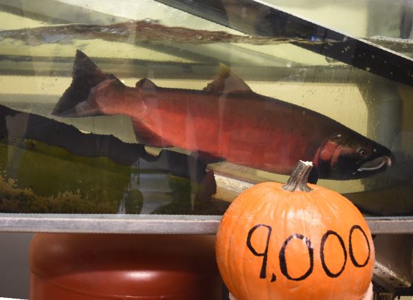 coho with a pumpkin in front of it 