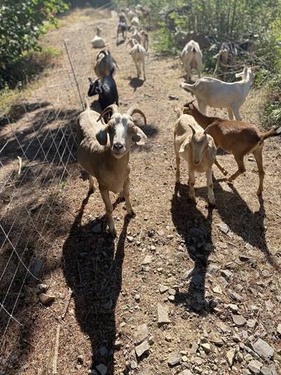 Goats eating overgrown vegetation