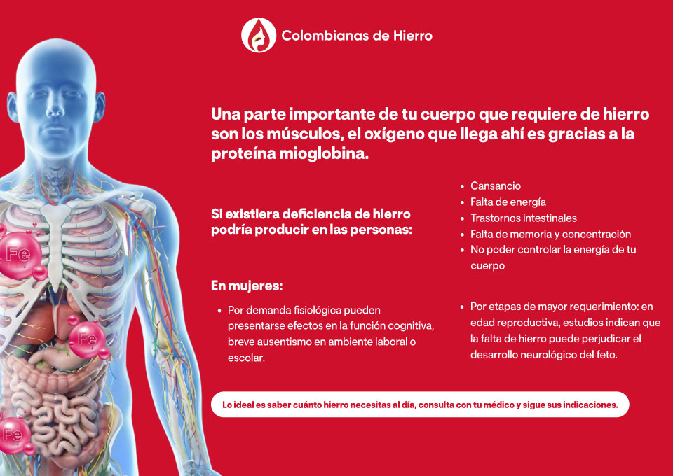 Una parte importante de tu cuerpo que requiere de hierro son los músculos, el oxígeno que llega ahí es gracias a la proteína mioglobina.