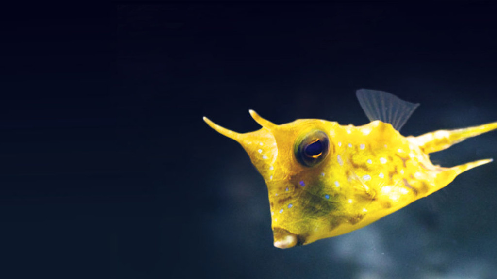 Fish Fish