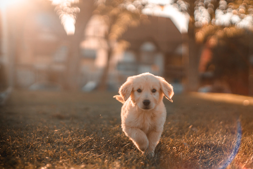 Dog Dog