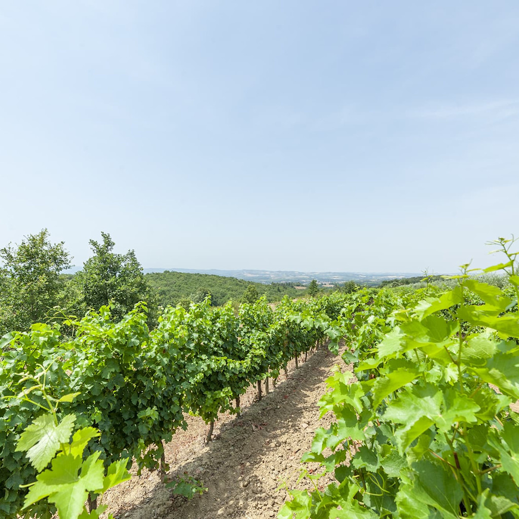 Vignoble du Domaine de Nérige Vignoble du Domaine de Nérige