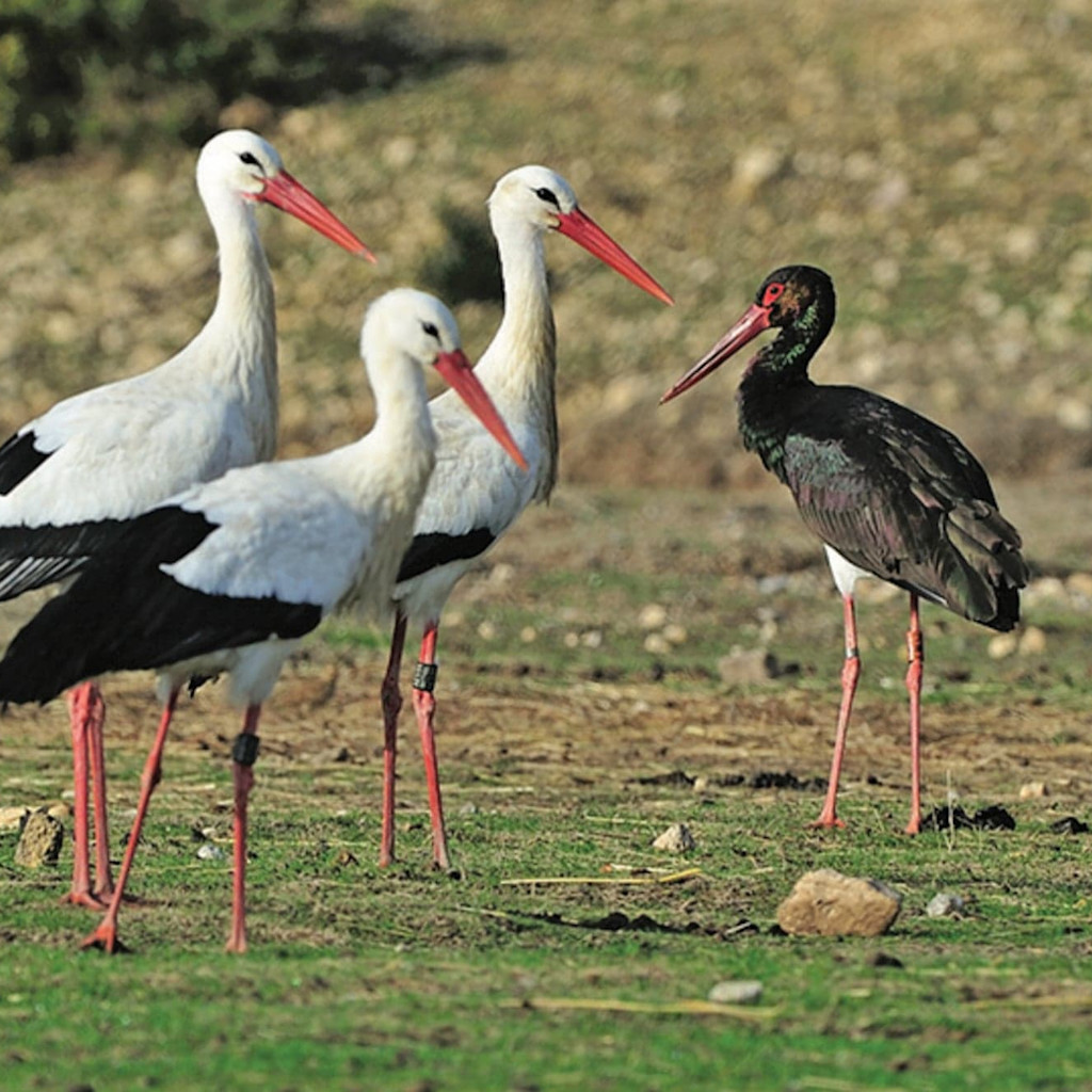 Wild black and white storks at Sigean Zoo Wild black and white storks at Sigean Zoo