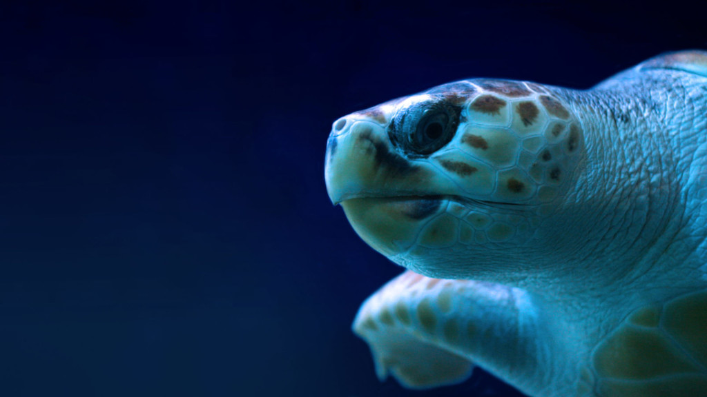 Turtles Turtles