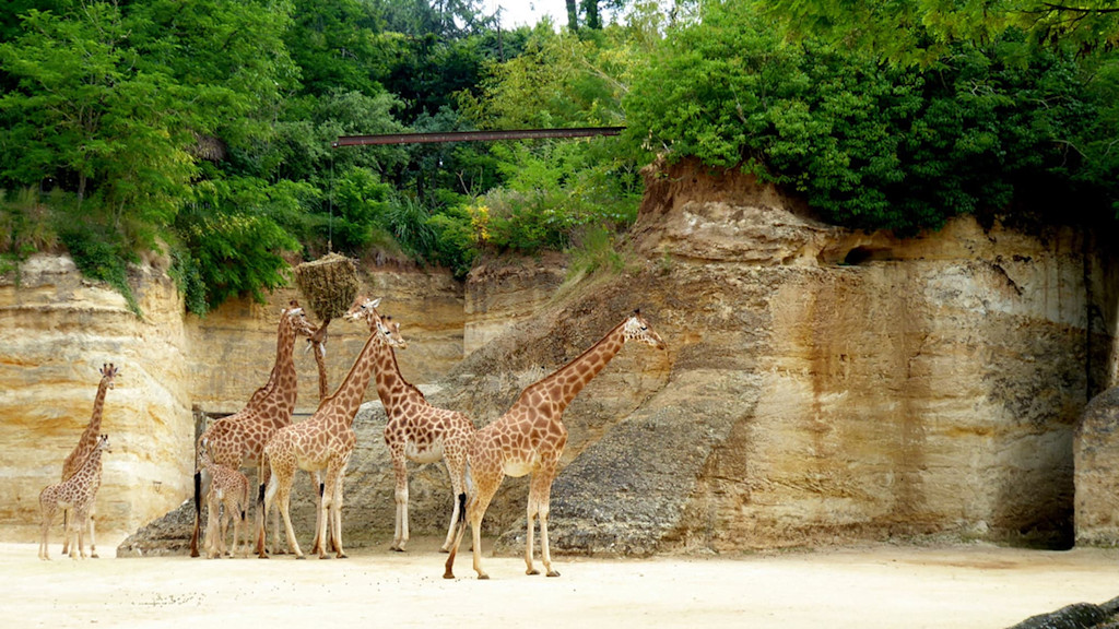 Giraffes at Bioparc Zoo near Doué Giraffes at Bioparc Zoo near Doué