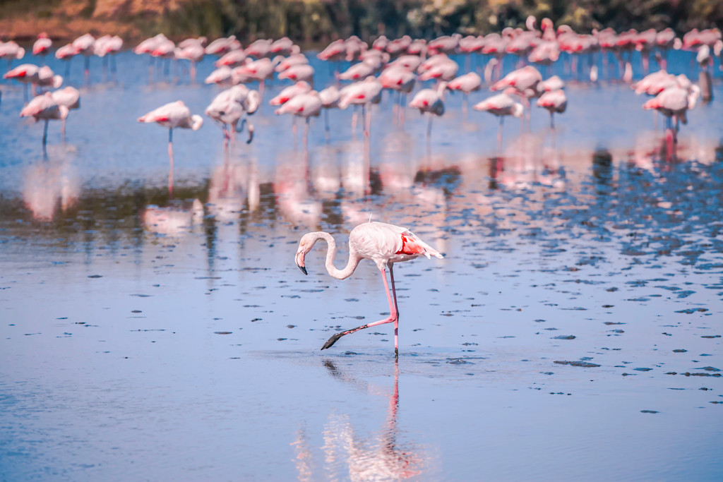 Flamingo Flamingo