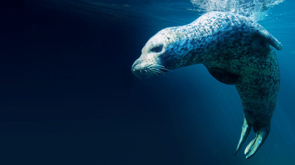 Seals Seals