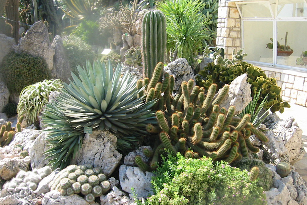 Exotic gardens in Monaco Exotic gardens in Monaco