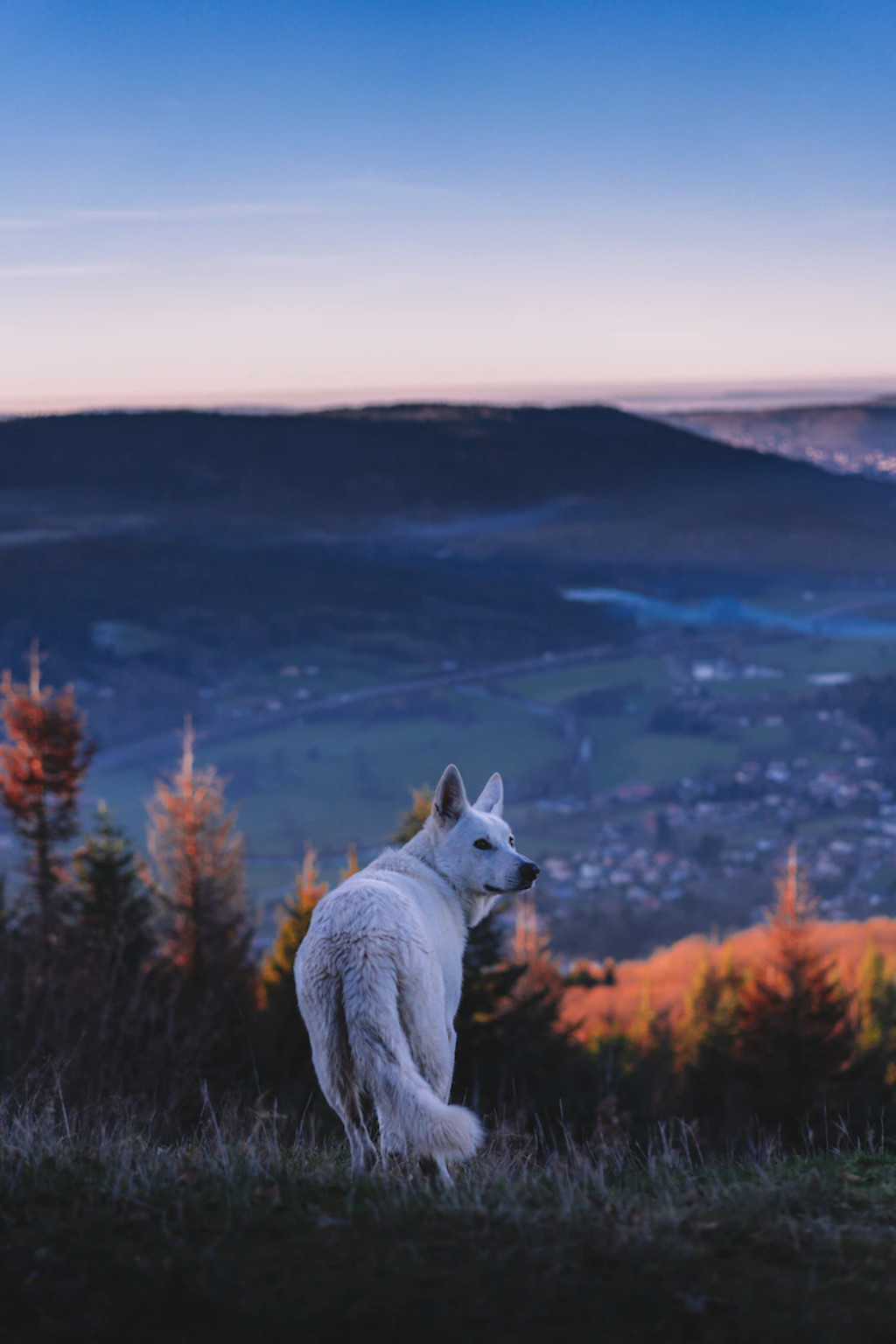 Dog Dog