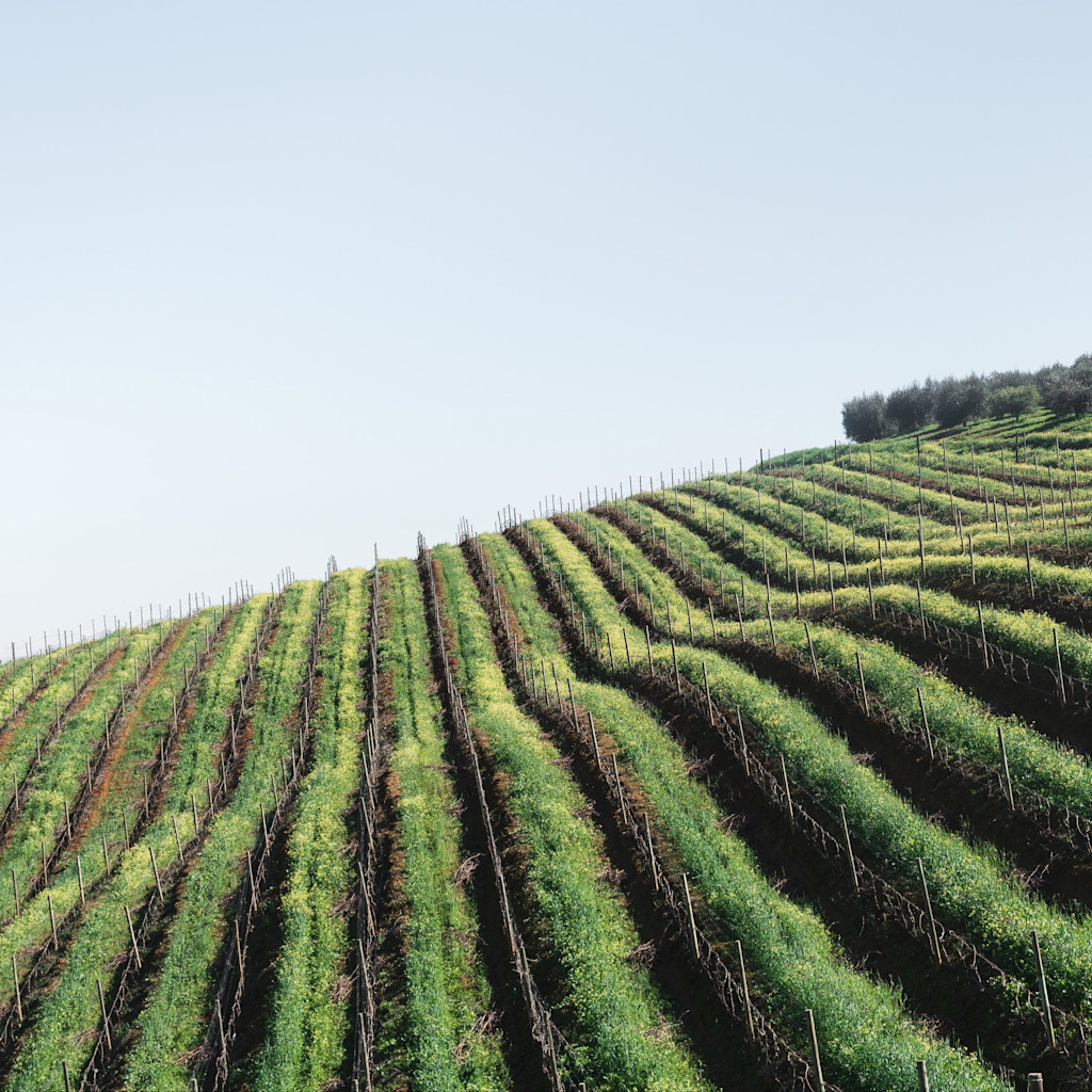 French vineyard French vineyard