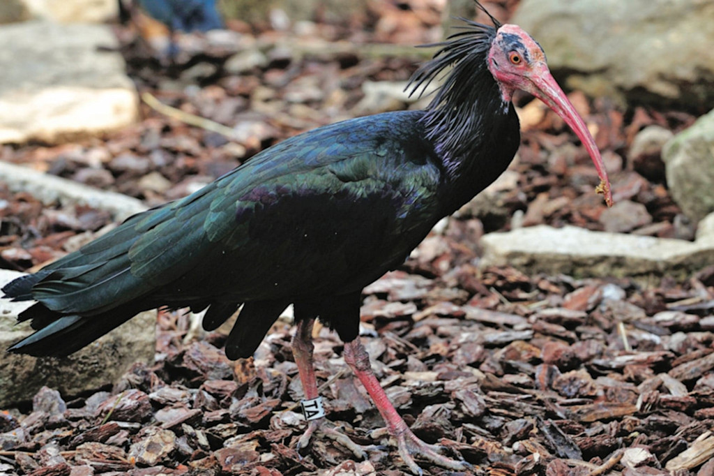 Waldrapp Ibis at Sigean Zoo Waldrapp Ibis at Sigean Zoo