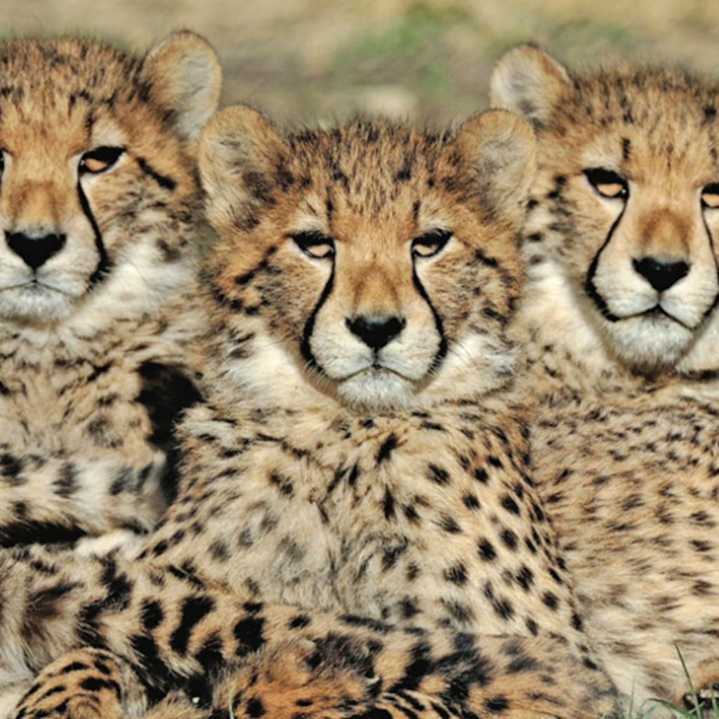 Cheetah at Sigean Zoo Cheetah at Sigean Zoo